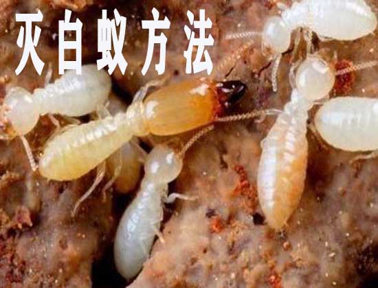 灭除白蚁方法  怎么灭白蚁