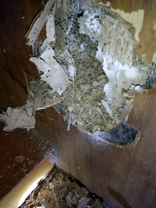 怎么找白蚁巢  如何找白蚁窝