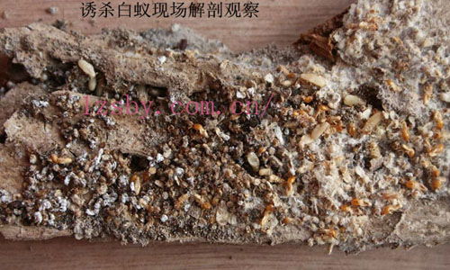 诱杀是一种带毒诱杀白蚁的方法‘专业指导