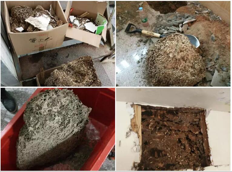 找白蚁巢挖 白蚁窝晋江市灭白蚁多少钱服务至上