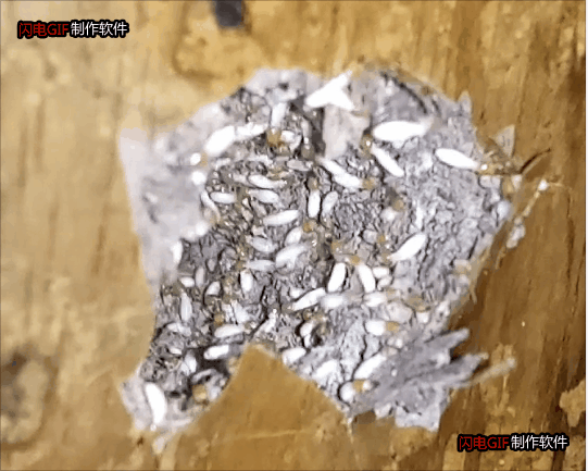 墙壁白蚁路的痕迹