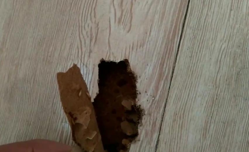 晋江区城家里的白蚁怎么消灭