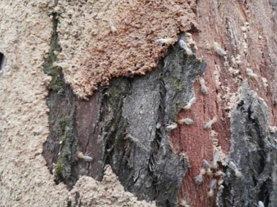 林树木的白蚁预防晋江城保树林防治的办法